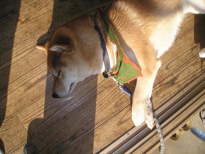 ���ƒ�̉ԂƎČ��E��