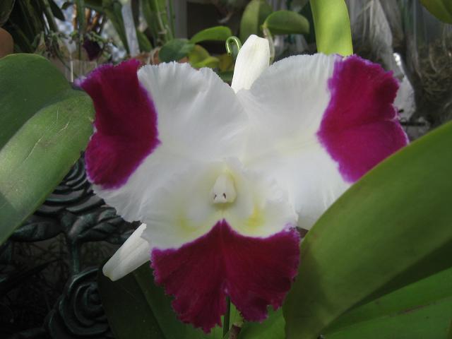 ���ƒ�̉ԂƎČ��E��