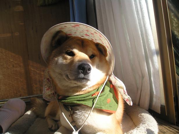 ���ƒ�̉ԂƎČ��E��