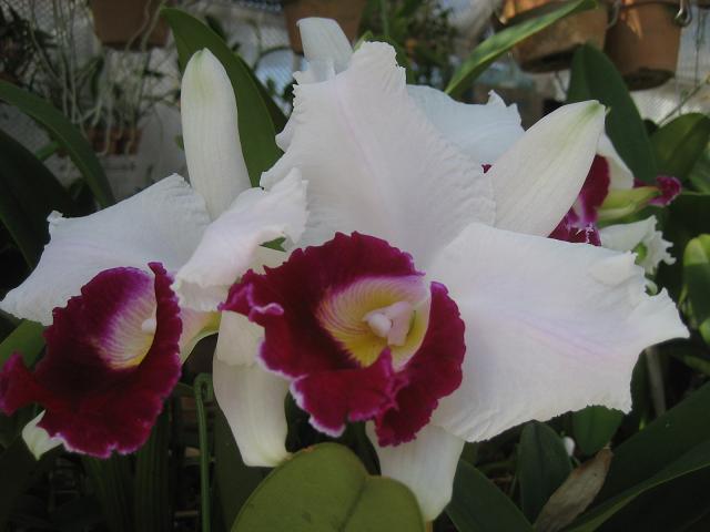 ���ƒ�̉ԂƎČ��E��