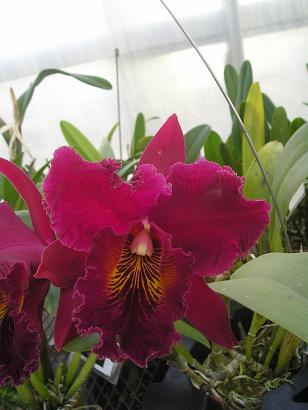 ���ƒ�̉ԂƎČ��E��