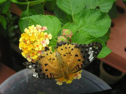 ���ƒ�̉ԂƎČ��E��