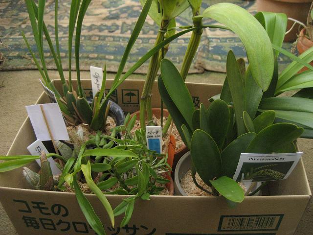 ���ƒ�̉ԂƎČ��E��