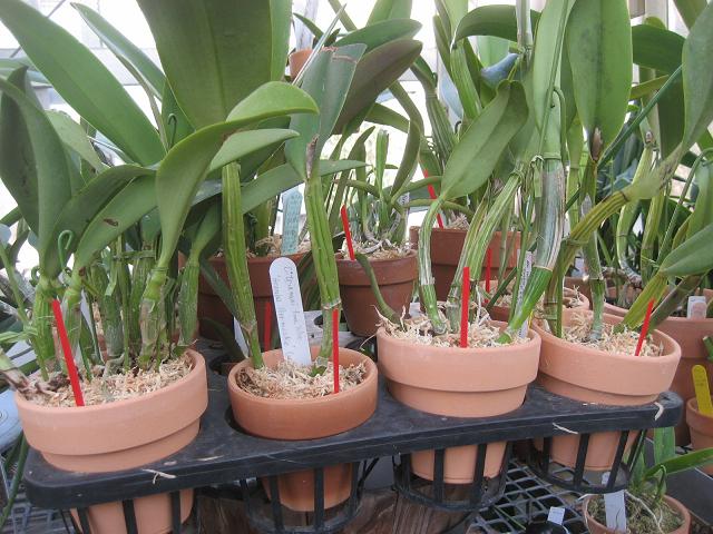 ���ƒ�̉ԂƎČ��E��