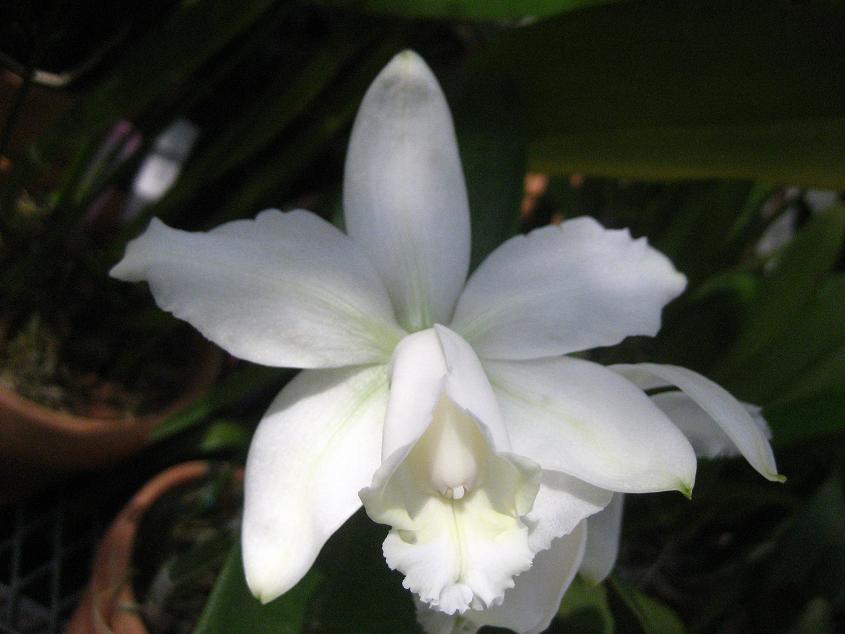 ���ƒ�̉ԂƎČ��E��