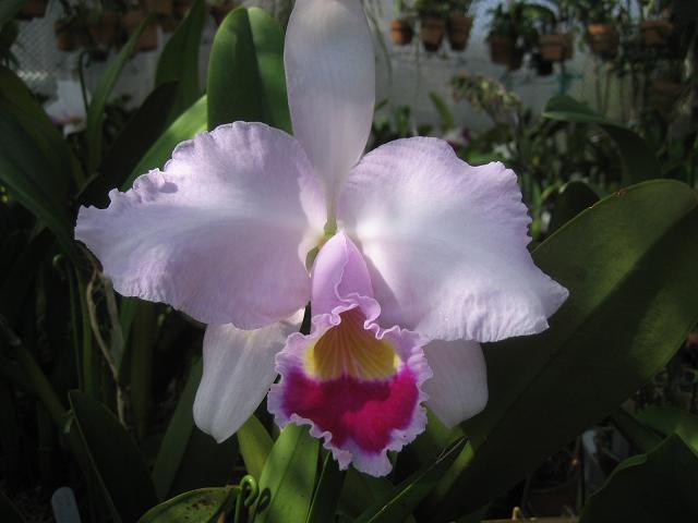 ���ƒ�̉ԂƎČ��E��