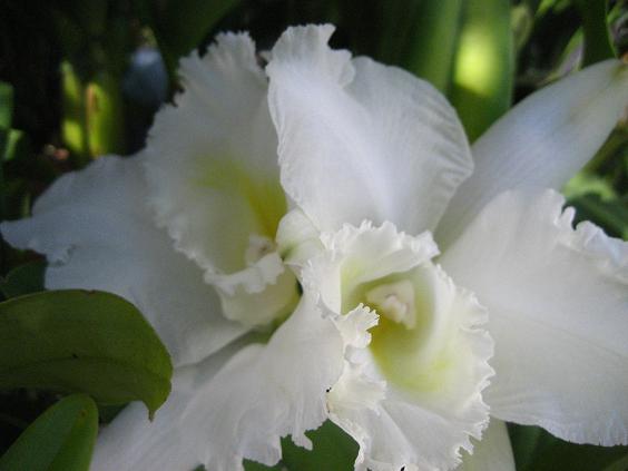 ���ƒ�̉ԂƎČ��E��