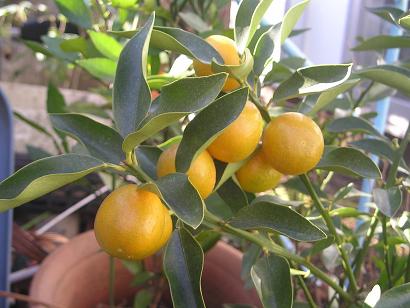 ���ƒ�̉ԂƎČ��E��