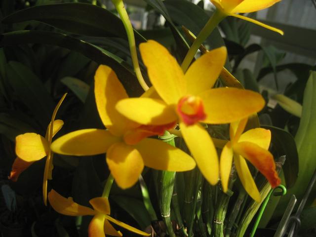 ���ƒ�̉ԂƎČ��E��