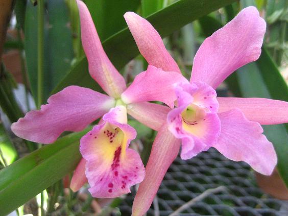 ���ƒ�̉ԂƎČ��E��