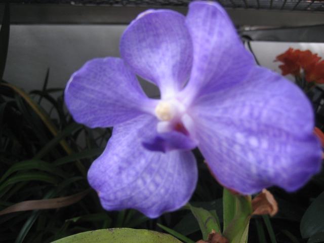 ���ƒ�̉ԂƎČ��E��