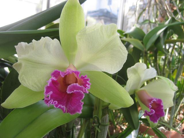 ���ƒ�̉ԂƎČ��E��