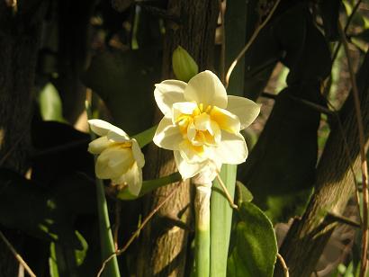 ���ƒ�̉ԂƎČ��E��