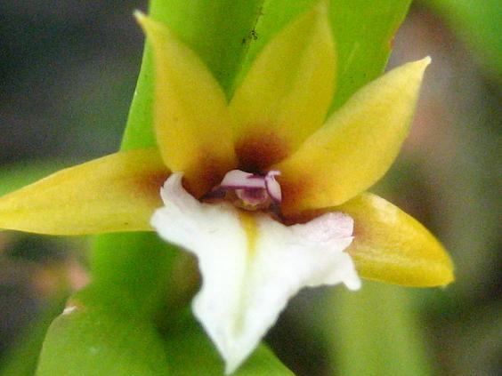 ���ƒ�̉ԂƎČ��E��