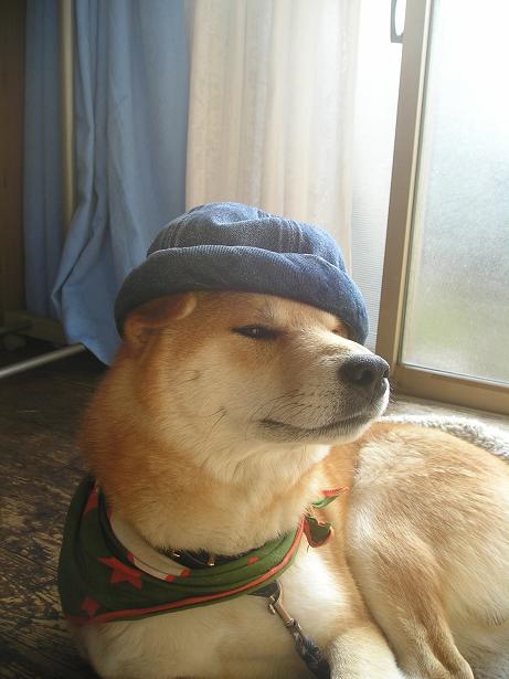 ���ƒ�̉ԂƎČ��E��