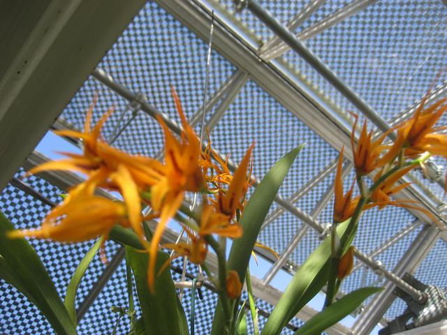 ���ƒ�̉ԂƎČ��E��