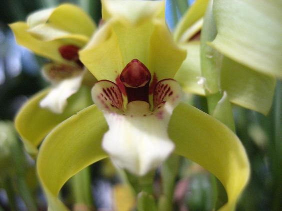 ���ƒ�̉ԂƎČ��E��