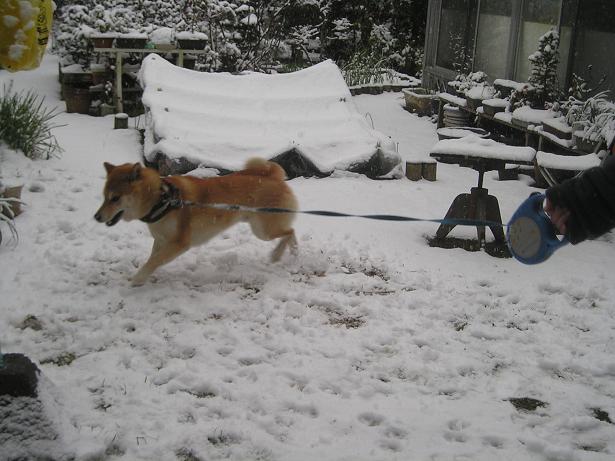 ���ƒ�̉ԂƎČ��E��