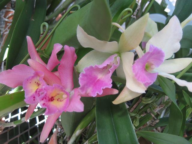 ���ƒ�̉ԂƎČ��E��