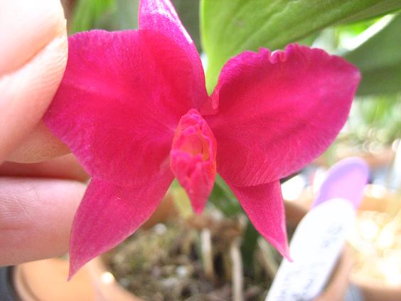 ���ƒ�̉ԂƎČ��E��