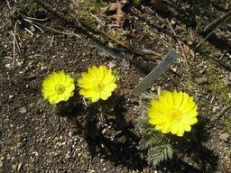 ���ƒ�̉ԂƎČ��E��