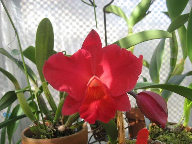 ���ƒ�̉ԂƎČ��E��