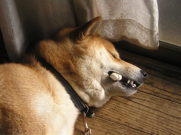 ���ƒ�̉ԂƎČ��E��