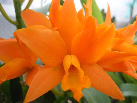 ���ƒ�̉ԂƎČ��E��