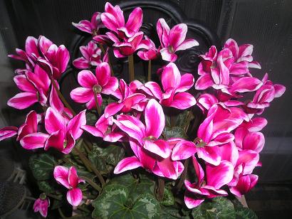 ���ƒ�̉ԂƎČ��E��