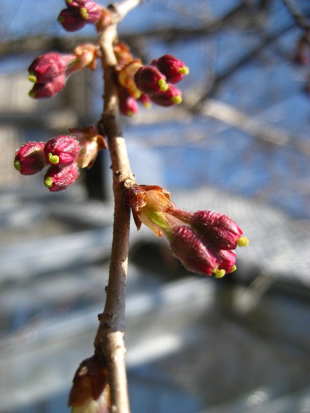 ���ƒ�̉ԂƎČ��E��