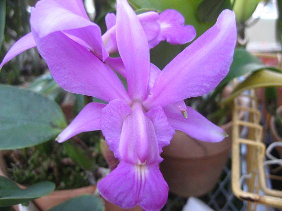 ���ƒ�̉ԂƎČ��E��