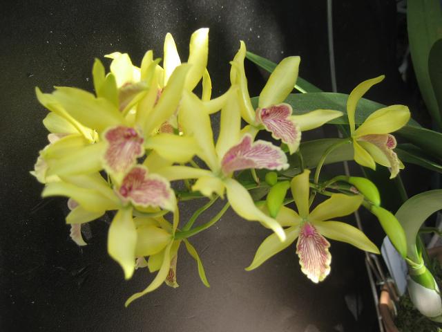 ���ƒ�̉ԂƎČ��E��