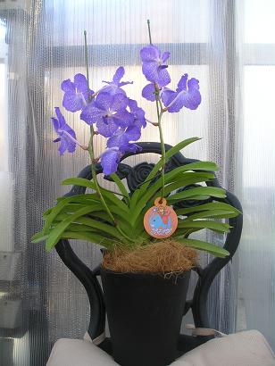 ���ƒ�̉ԂƎČ��E��