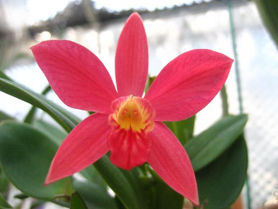 ���ƒ�̉ԂƎČ��E��