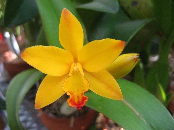 ���ƒ�̉ԂƎČ��E��