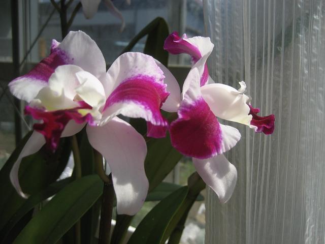 ���ƒ�̉ԂƎČ��E��