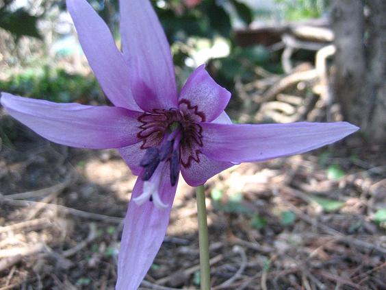 ���ƒ�̉ԂƎČ��E��