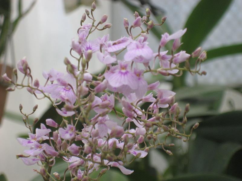 ���ƒ�̉ԂƎČ��E��