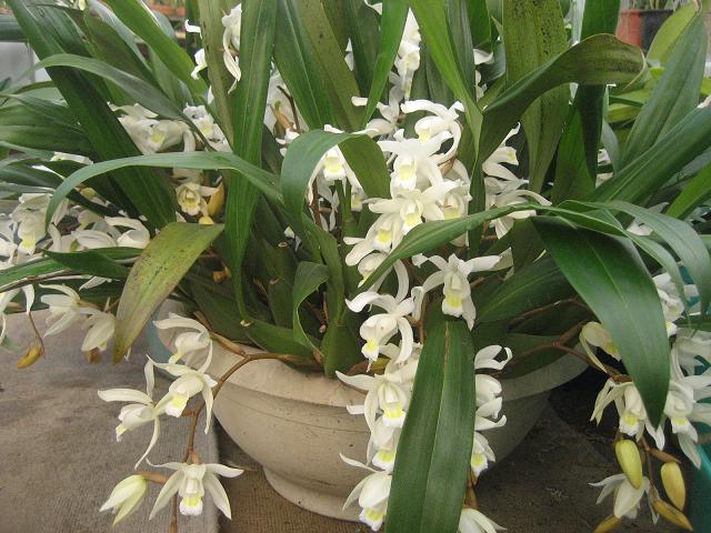 ���ƒ�̉ԂƎČ��E��