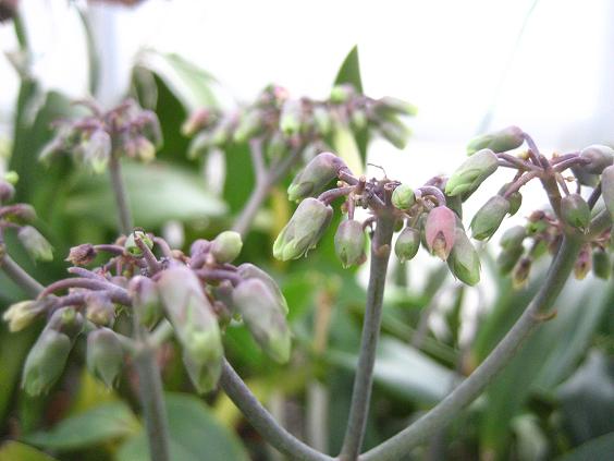 ���ƒ�̉ԂƎČ��E��