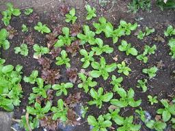 ���ƒ�̉ԂƎČ��E��