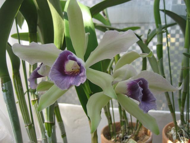 ���ƒ�̉ԂƎČ��E��