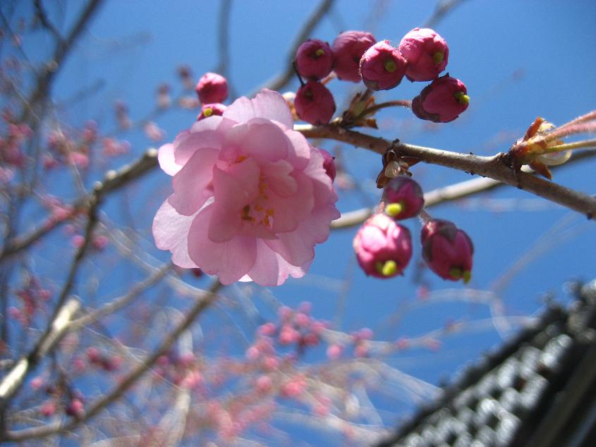 ���ƒ�̉ԂƎČ��E��