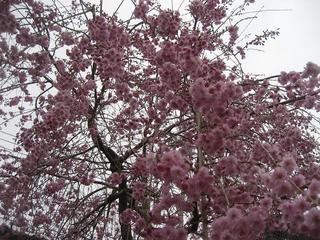 ���ƒ�̉ԂƎČ��E��