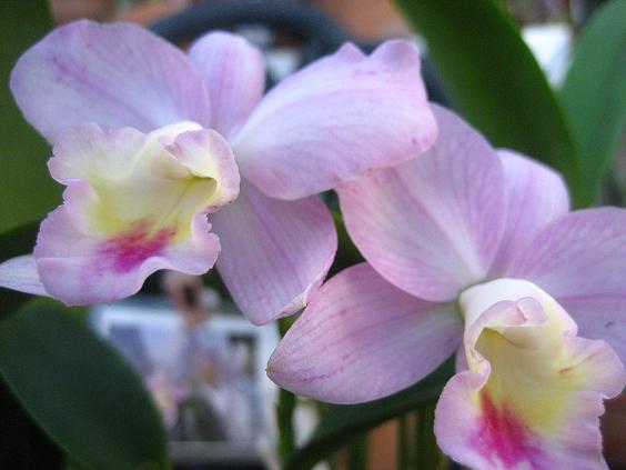 ���ƒ�̉ԂƎČ��E��