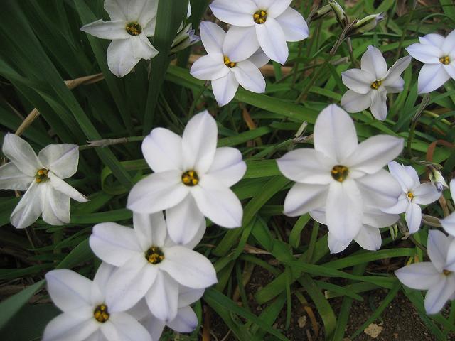 ���ƒ�̉ԂƎČ��E��