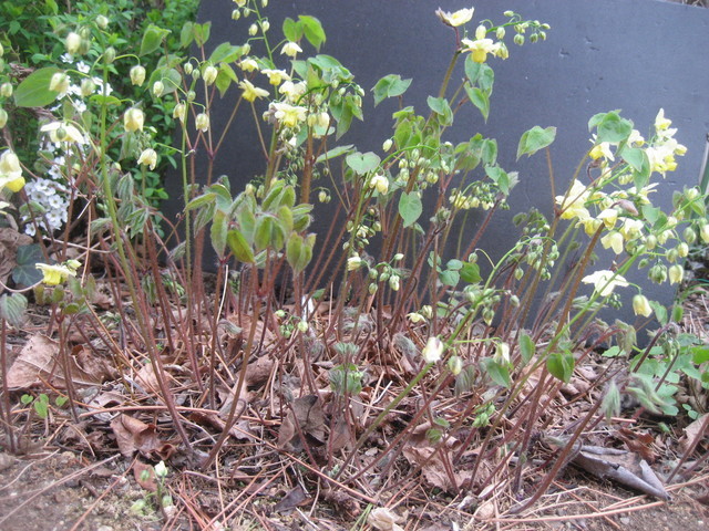 ���ƒ�̉ԂƎČ��E��