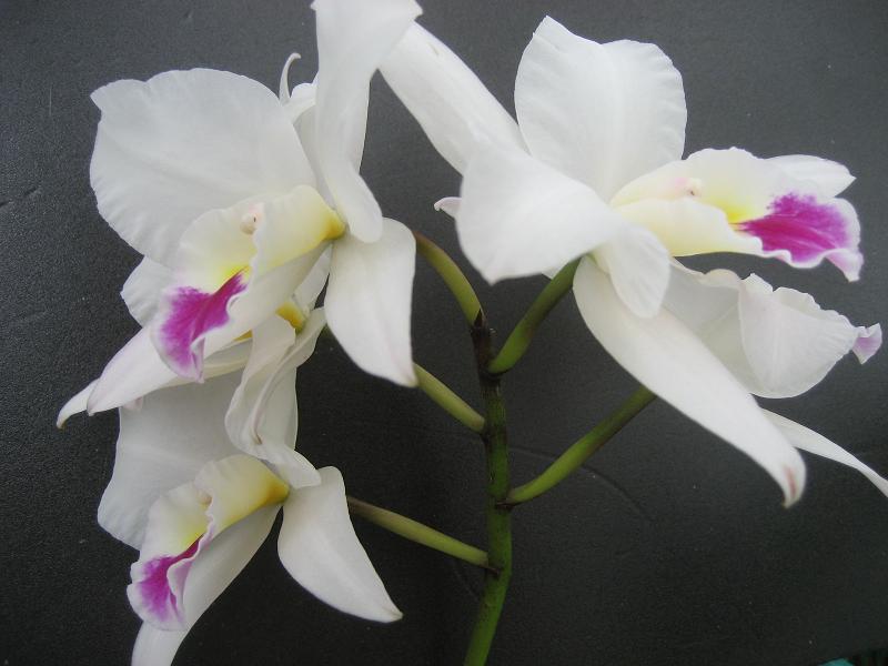 ���ƒ�̉ԂƎČ��E��