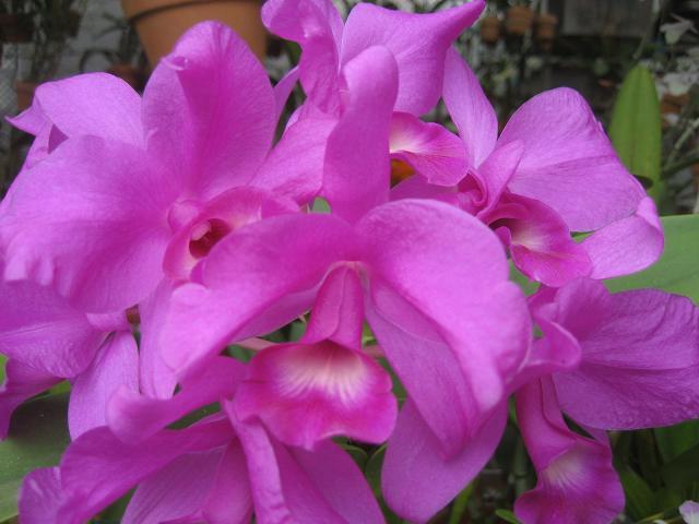 ���ƒ�̉ԂƎČ��E��