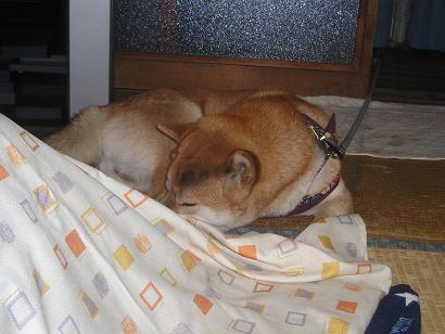 ���ƒ�̉ԂƎČ��E��